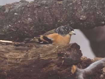 Brambling 丸山 Mon, 2/19/2024