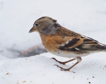 Brambling 丸山 Mon, 2/19/2024