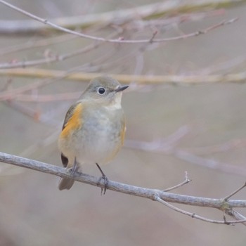 Red-flanked Bluetail 東京都立桜ヶ丘公園(聖蹟桜ヶ丘) Sat, 2/17/2024