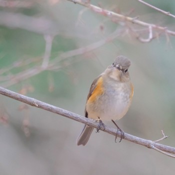 Red-flanked Bluetail 東京都立桜ヶ丘公園(聖蹟桜ヶ丘) Sat, 2/17/2024