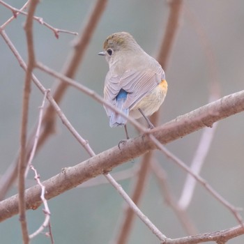 Red-flanked Bluetail 東京都立桜ヶ丘公園(聖蹟桜ヶ丘) Sat, 2/17/2024