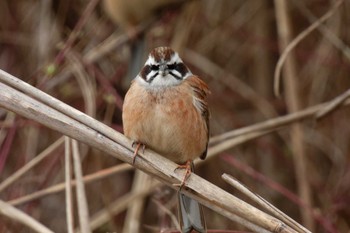 Meadow Bunting 京都府 Mon, 2/26/2024