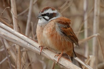 Meadow Bunting 京都府 Mon, 2/26/2024