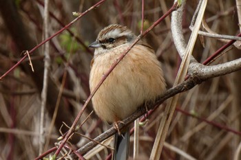 Meadow Bunting 京都府 Mon, 2/26/2024