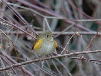 Red-flanked Bluetail 横浜市立金沢自然公園 Wed, 2/28/2024