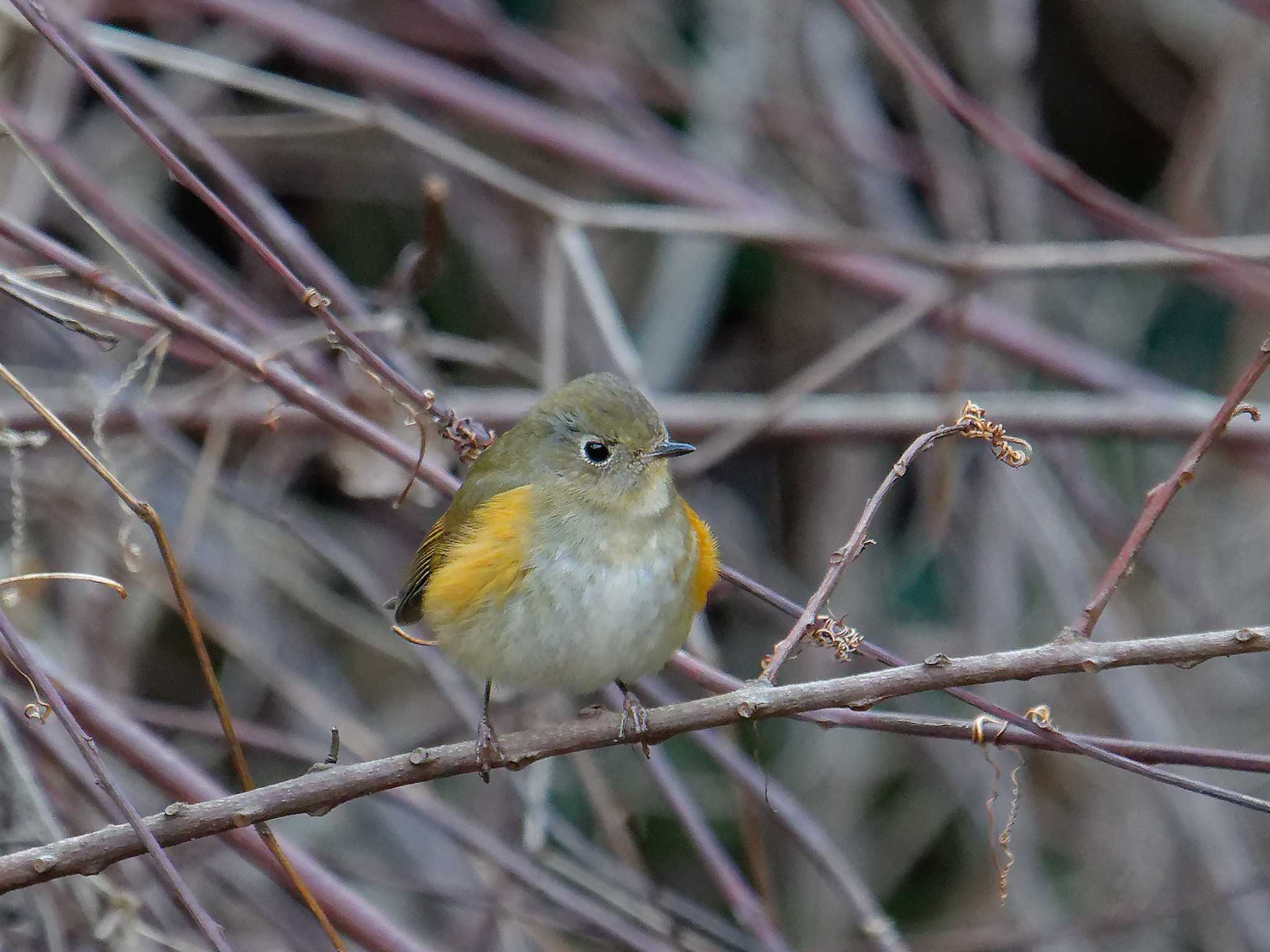 Photo of Red-flanked Bluetail at 横浜市立金沢自然公園 by しおまつ