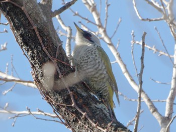 Japanese Green Woodpecker 横浜市立金沢自然公園 Wed, 2/28/2024