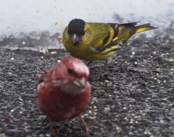 Eurasian Siskin 丸山 Mon, 2/19/2024