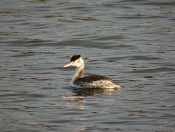 Great Crested Grebe 多々良沼 Sun, 2/11/2024