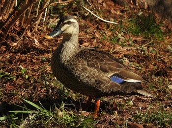 Eastern Spot-billed Duck Unknown Spots Mon, 2/26/2024