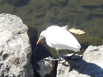 Great Egret Unknown Spots Wed, 2/28/2024