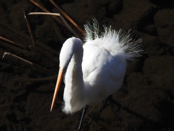 Great Egret Unknown Spots Wed, 2/28/2024