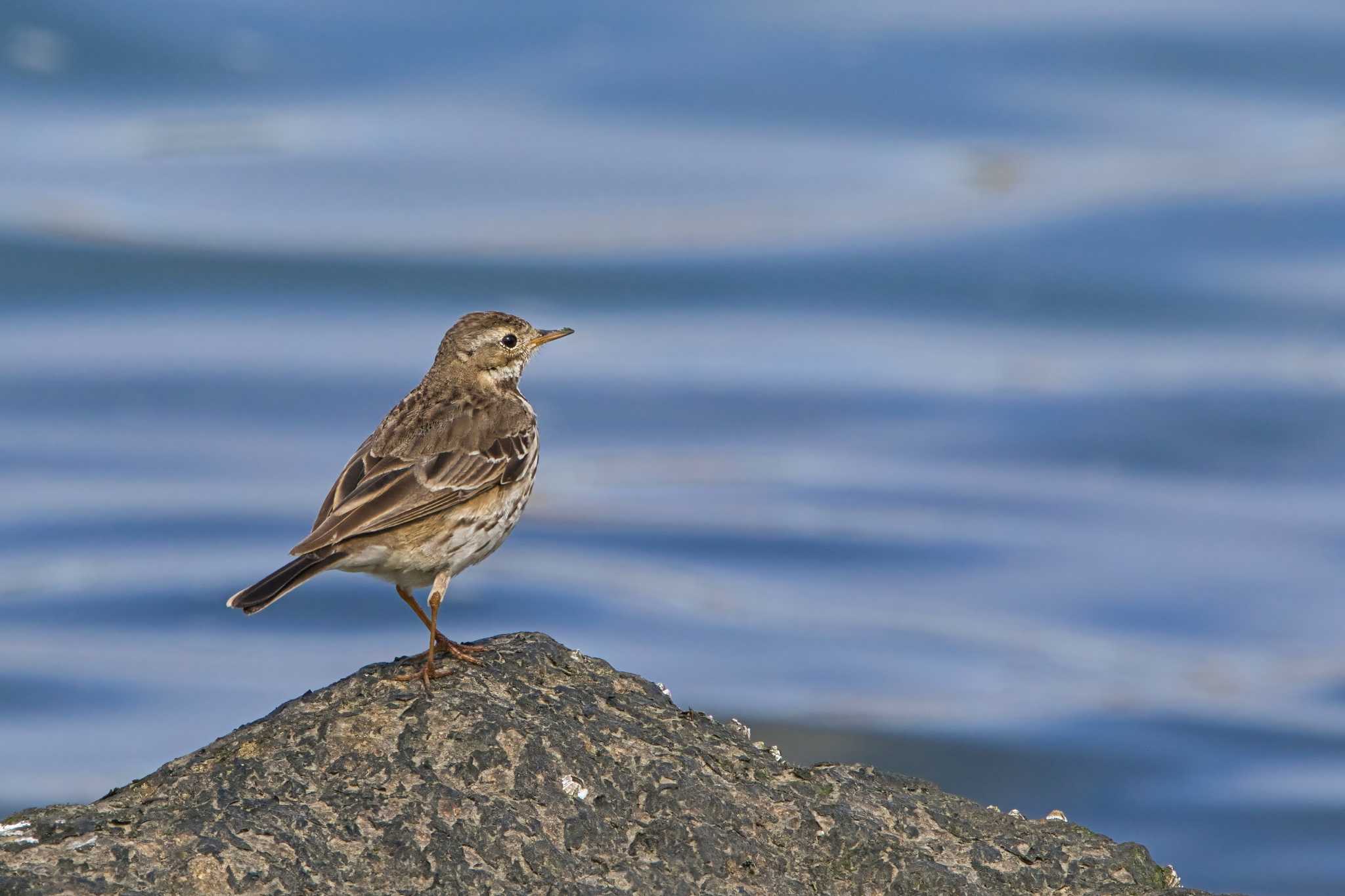 Photo of Water Pipit at 和歌山 紀の川 by アカウント15049
