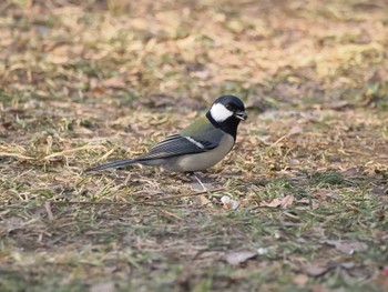 シジュウカラ 大宮公園 2024年2月10日(土)