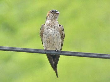 Red-rumped Swallow 月ヶ瀬 Sat, 7/15/2023