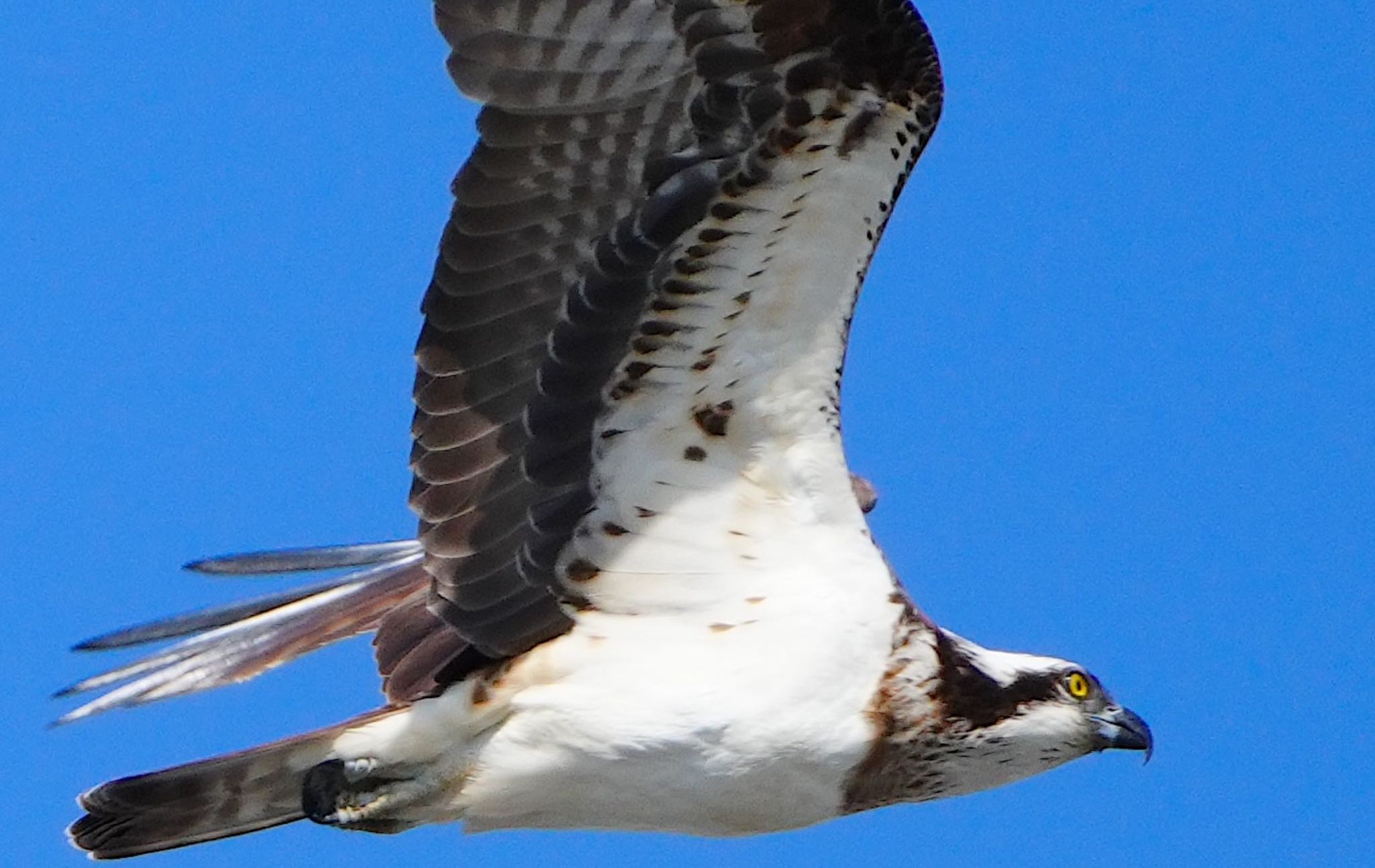 Osprey