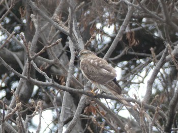 2024年2月28日(水) 長野市城山動物園の野鳥観察記録