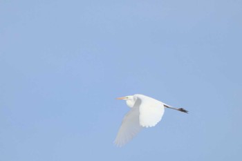 Great Egret 帯広市 帯広川 Sun, 2/18/2024