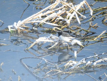 Japanese Wagtail 帯広市 帯広川 Sun, 2/18/2024