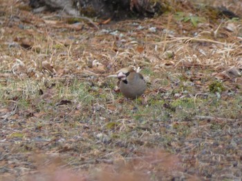 2024年2月28日(水) 善光寺の野鳥観察記録