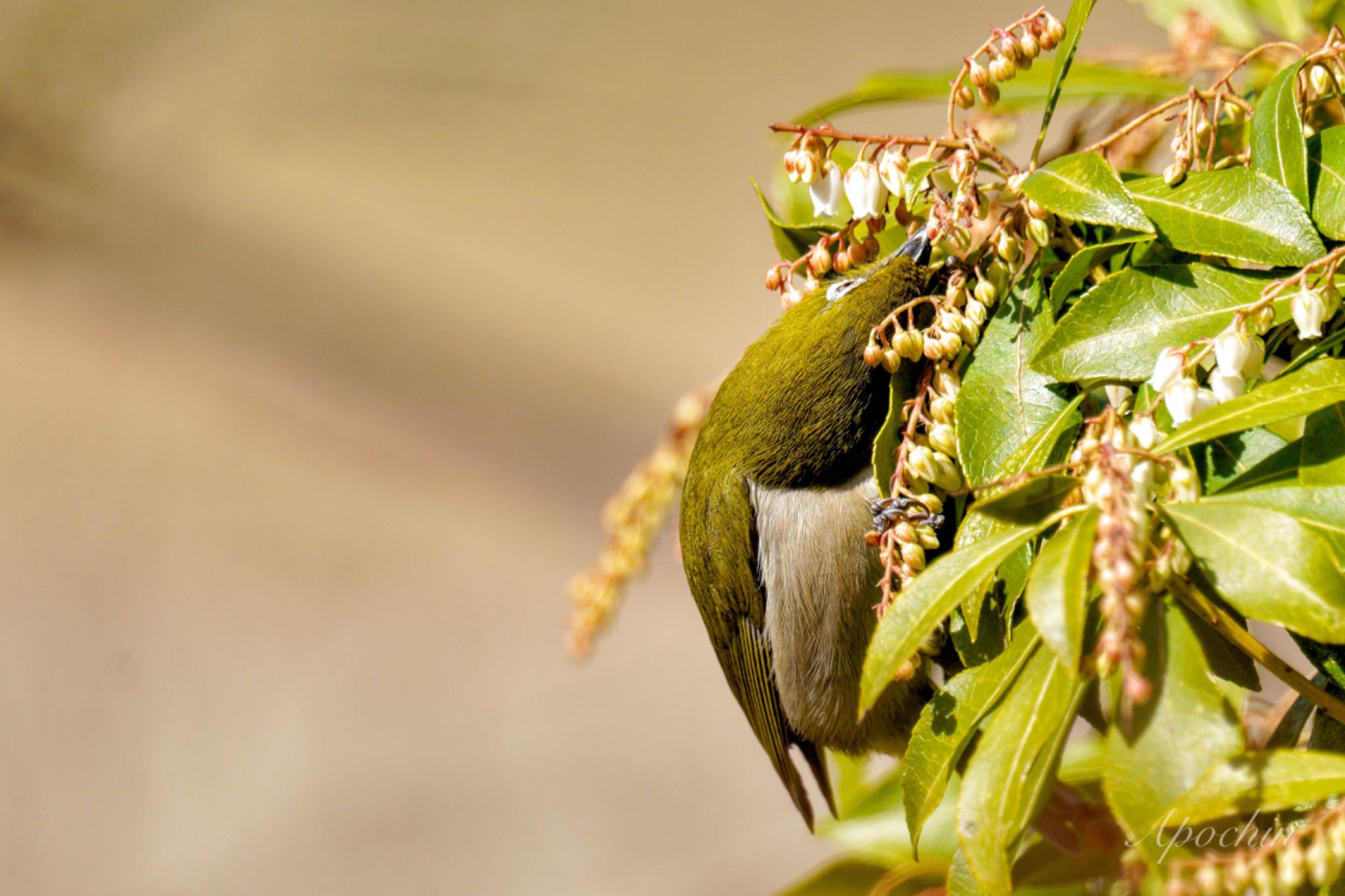 Photo of Warbling White-eye at Showa Kinen Park by アポちん