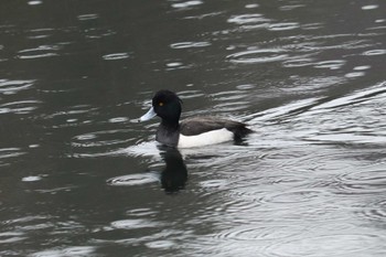 キンクロハジロ 三ツ池公園(横浜市鶴見区) 2019年1月31日(木)