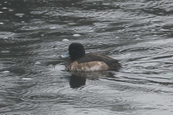 キンクロハジロ 三ツ池公園(横浜市鶴見区) 2019年1月31日(木)