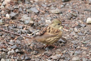 Masked Bunting Mitsuike Park Thu, 1/31/2019