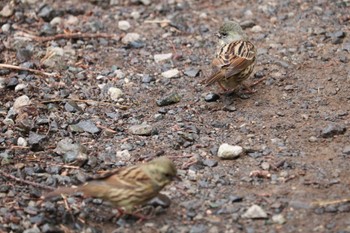 Masked Bunting Mitsuike Park Thu, 1/31/2019