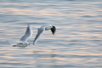 Black-headed Gull 甲子園浜(兵庫県西宮市) Sat, 1/27/2024