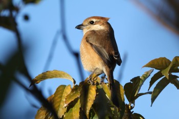 Bull-headed Shrike 甲子園浜(兵庫県西宮市) Mon, 2/12/2024