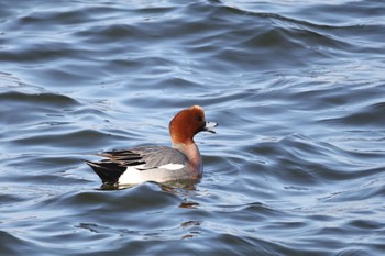 Eurasian Wigeon 甲子園浜(兵庫県西宮市) Mon, 2/12/2024