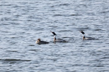 Red-breasted Merganser 甲子園浜(兵庫県西宮市) Sun, 2/11/2024