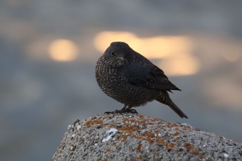 Blue Rock Thrush 甲子園浜(兵庫県西宮市) Sat, 1/27/2024