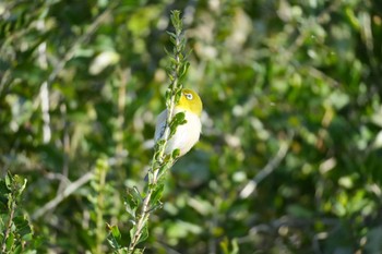 2024年2月28日(水) 多摩川の野鳥観察記録