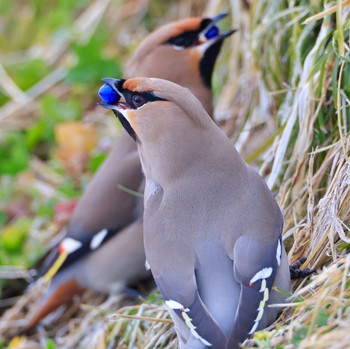 Bohemian Waxwing 岩手県 Wed, 2/28/2024