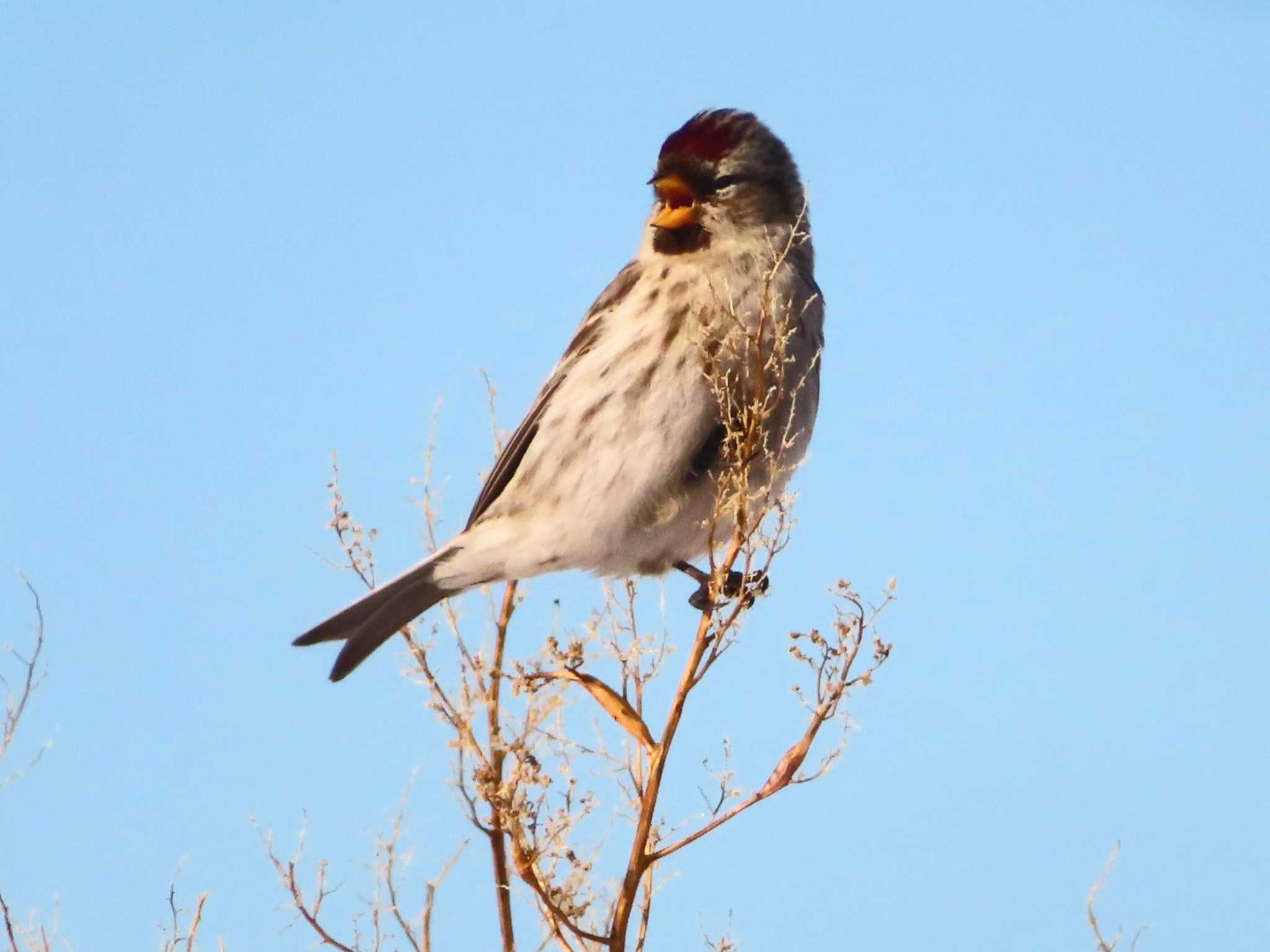 Common Redpoll