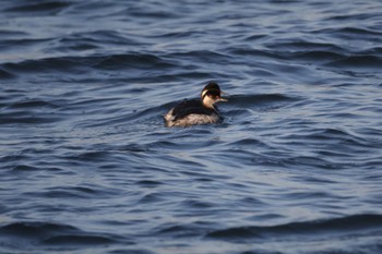 Black-necked Grebe 甲子園浜(兵庫県西宮市) Fri, 1/5/2024