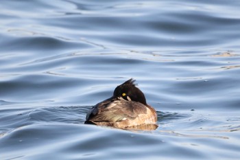 Tufted Duck 甲子園浜(兵庫県西宮市) Fri, 1/5/2024