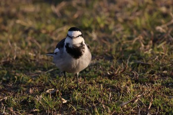 White Wagtail 甲子園浜(兵庫県西宮市) Fri, 1/5/2024