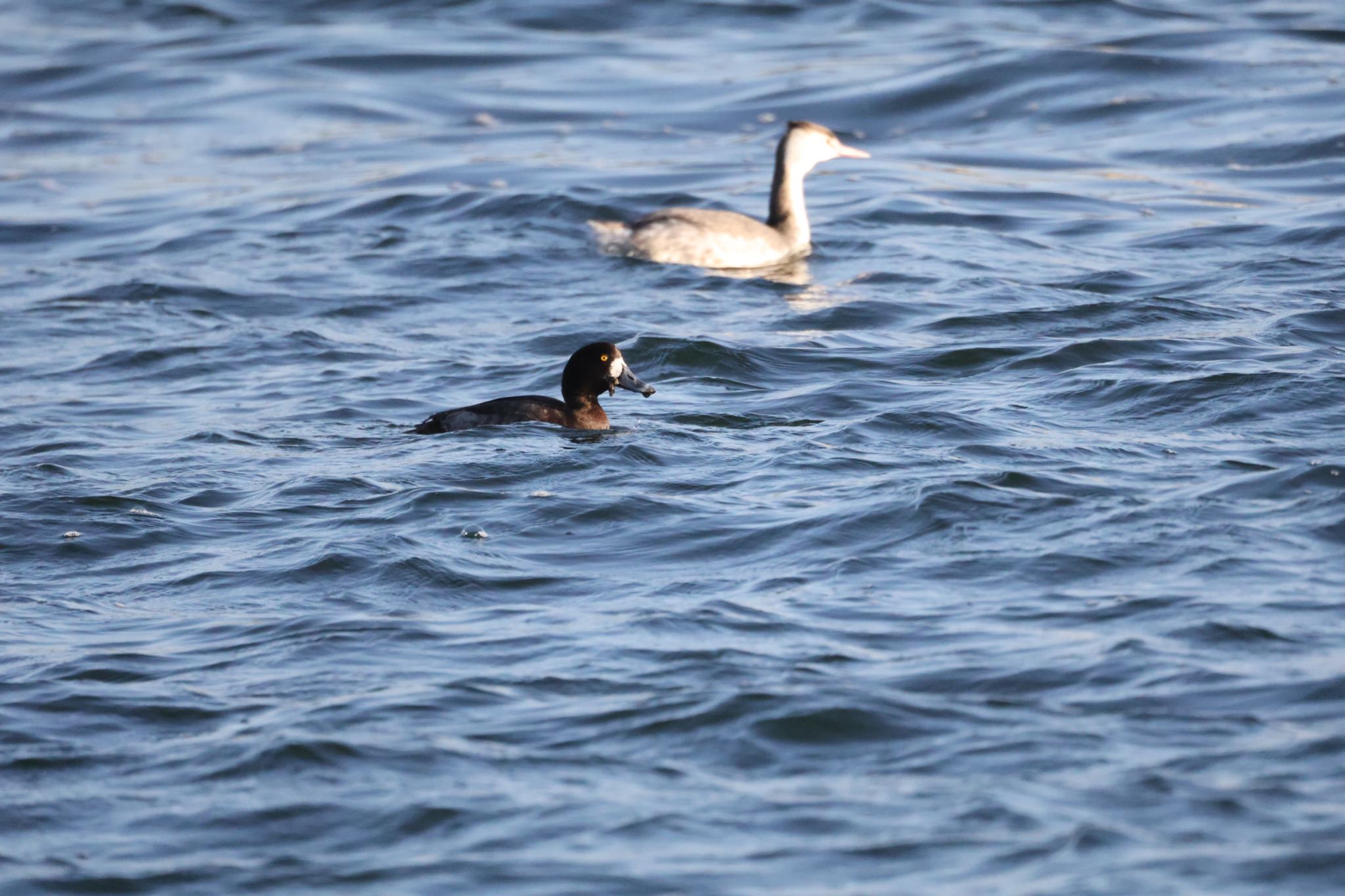 Photo of Greater Scaup at 甲子園浜(兵庫県西宮市) by yossan1969