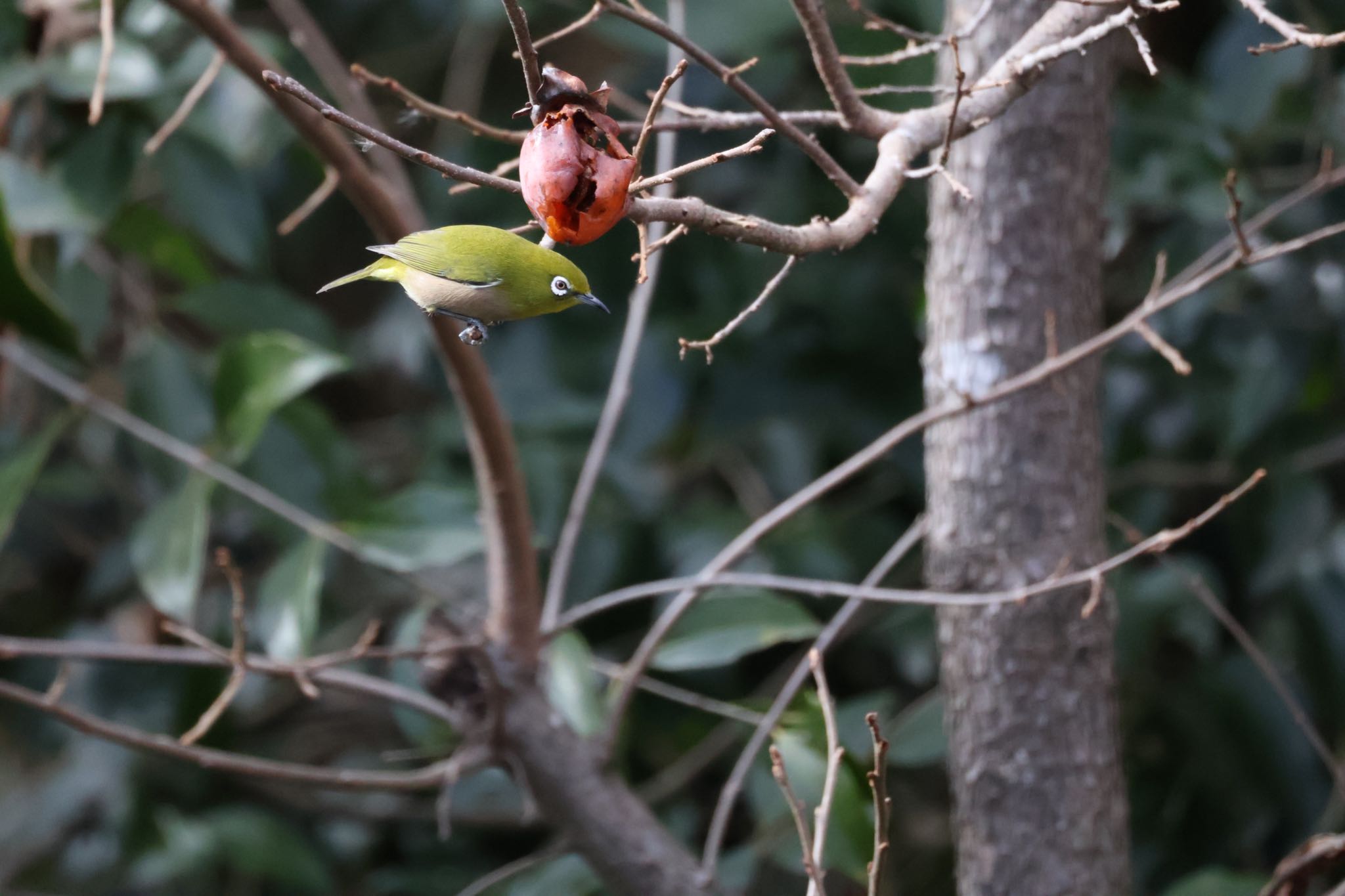 Photo of Warbling White-eye at 西宮市・生瀬 by yossan1969