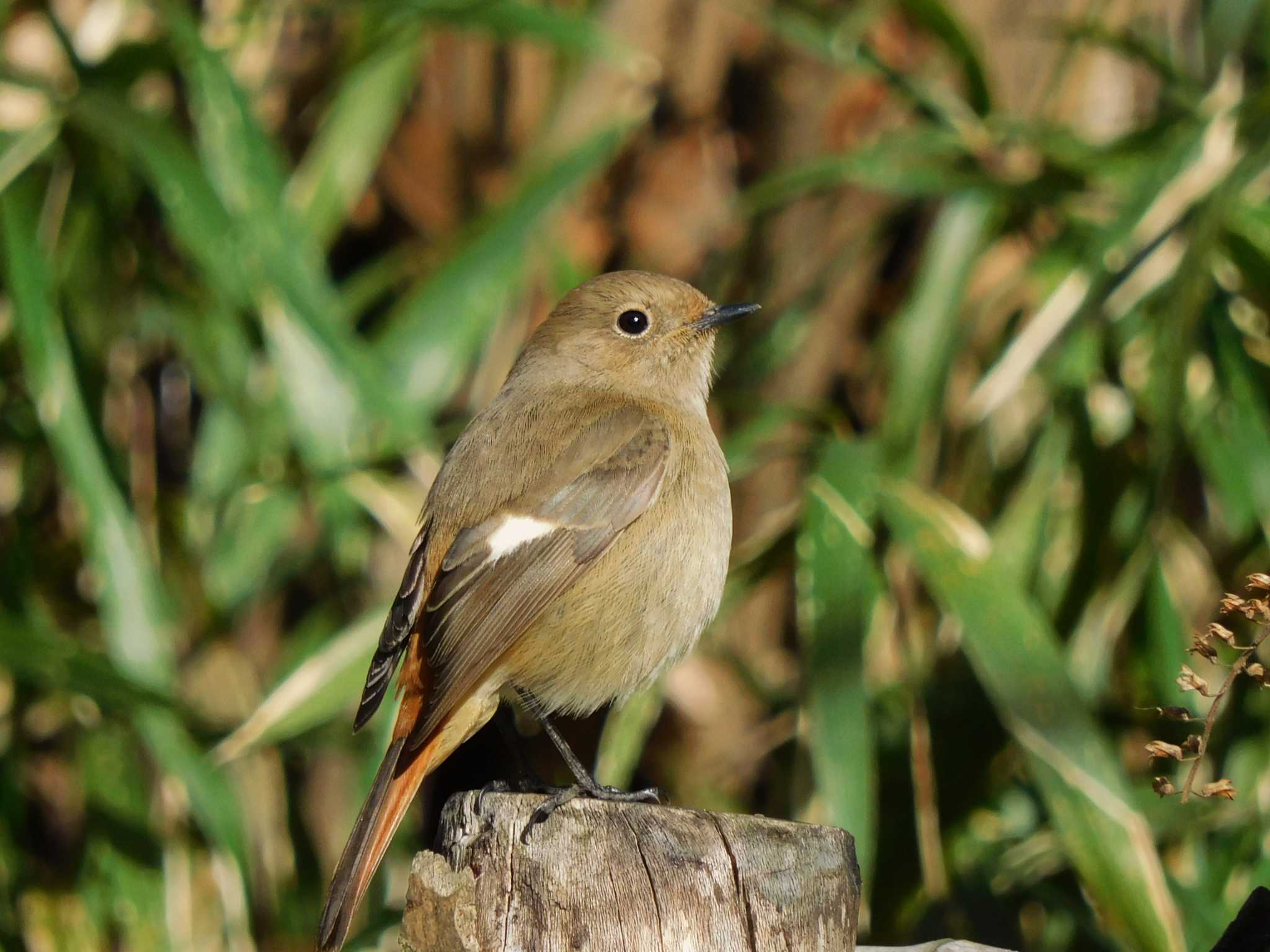 Daurian Redstart