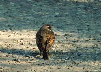 2024年2月28日(水) 新宿御苑の野鳥観察記録