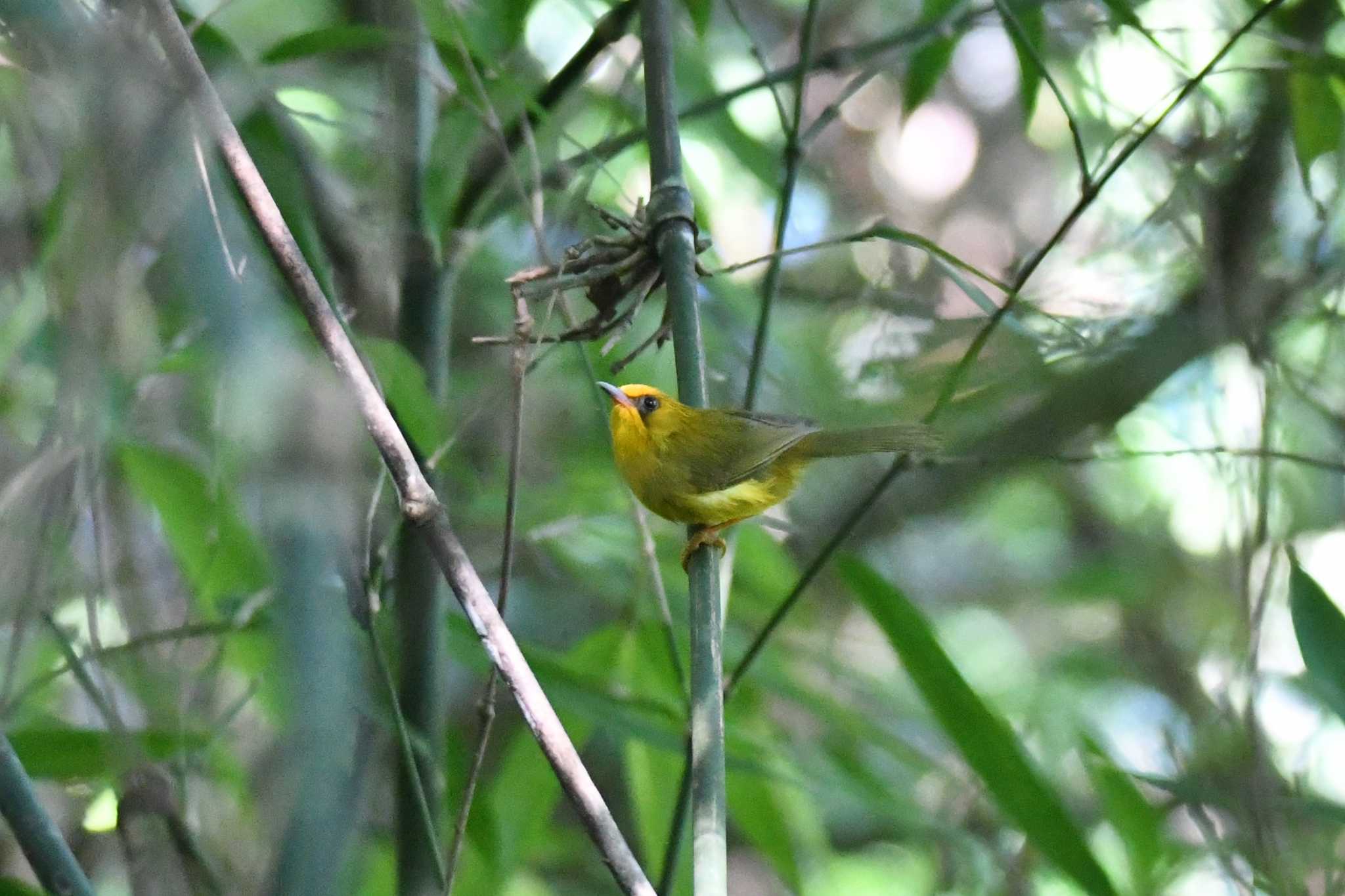 Tam Dao National Park キガシラモリチメドリの写真 by あひる