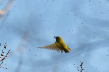 Warbling White-eye 川崎市 Sat, 2/24/2024