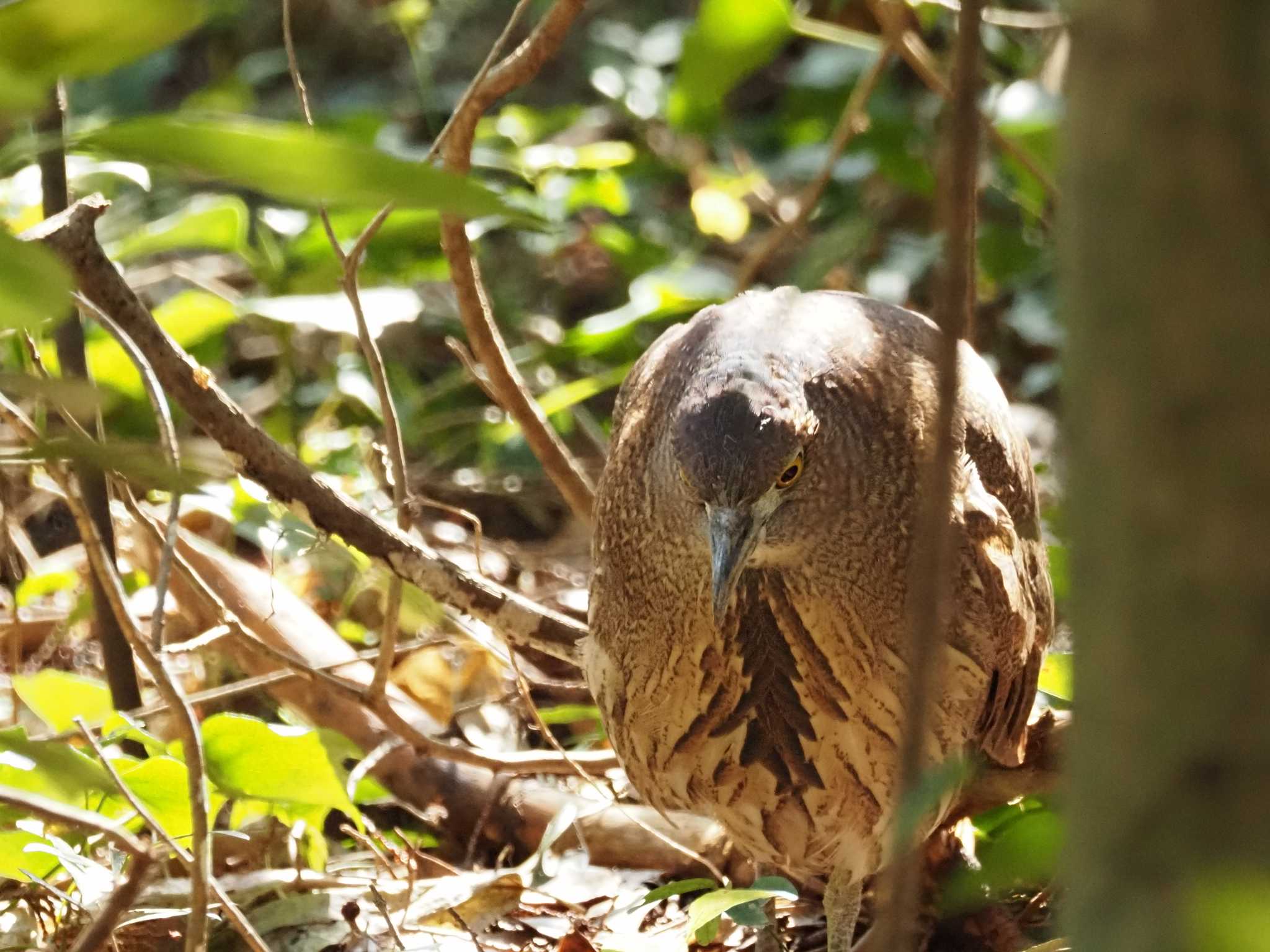 Photo of Japanese Night Heron at Mizumoto Park by とみた