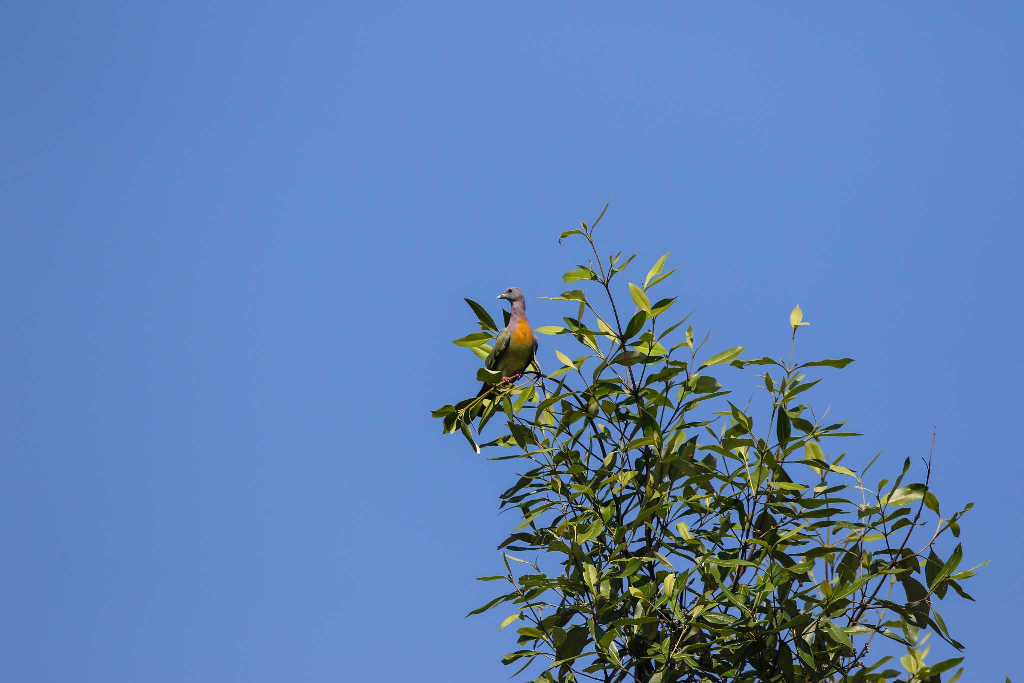 Photo of Pink-necked Green Pigeon at Sungei Buloh Wetland Reserve by Trio