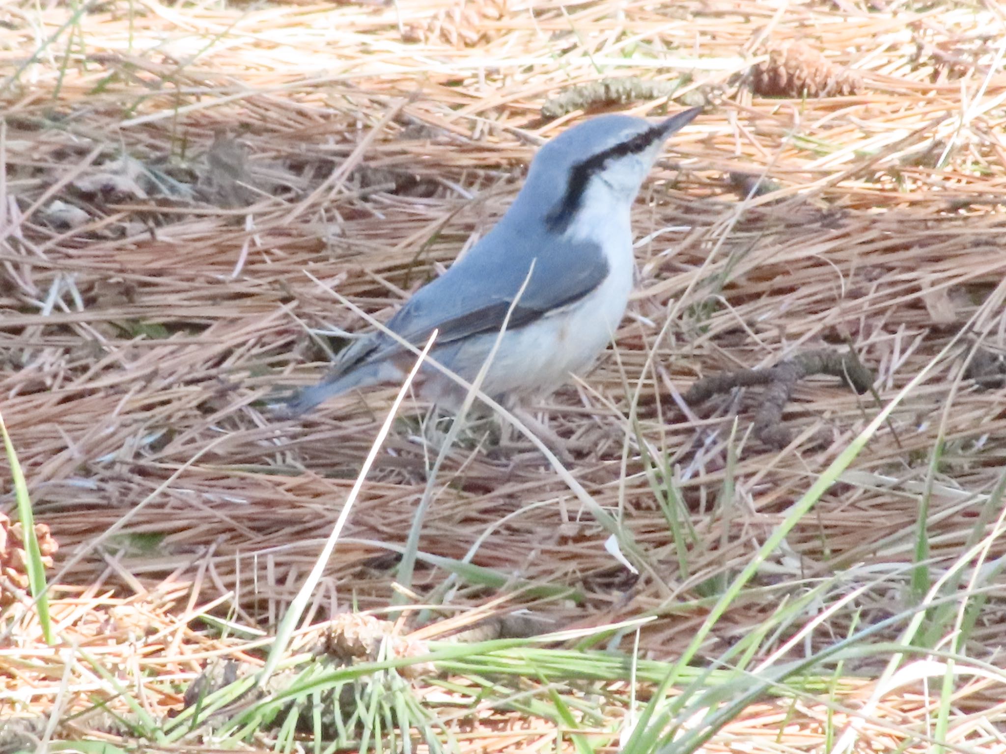 Photo of Eurasian Nuthatch(asiatica) at 函館市 鮫川 by takapom