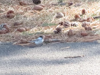 Marsh Tit 函館市 鮫川 Wed, 2/28/2024